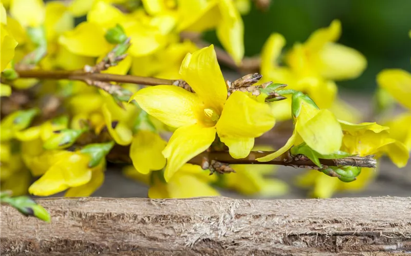 Forsythie – der goldene Frühlingsbote