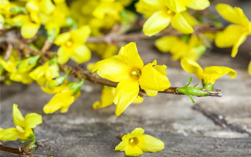 Forsythie – der goldene Frühlingsbote