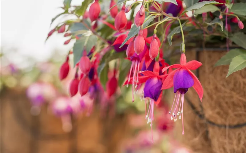 Fuchsien – exotische Schönheiten für Balkon und Garten