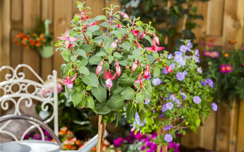 Fuchsien – exotische Schönheiten für Balkon und Garten