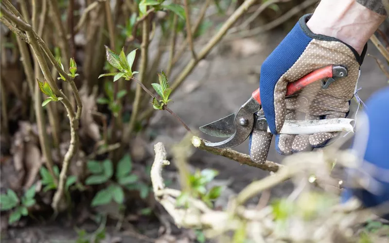 Alte Blütenstände machen Platz für neue Blüten