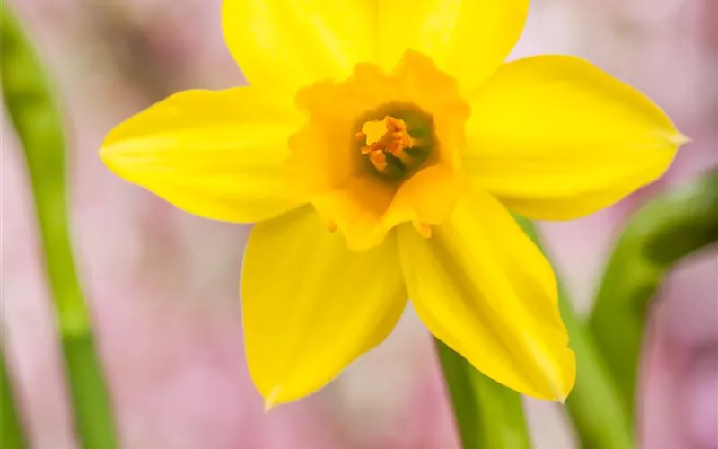 Narzissen – Frühling im Garten