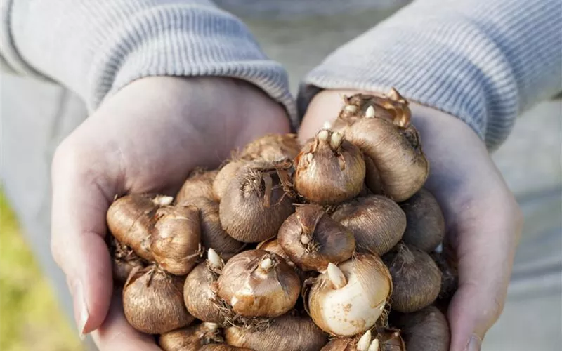 Keine Angst im Dunkeln – Blumenzwiebeln überwintern