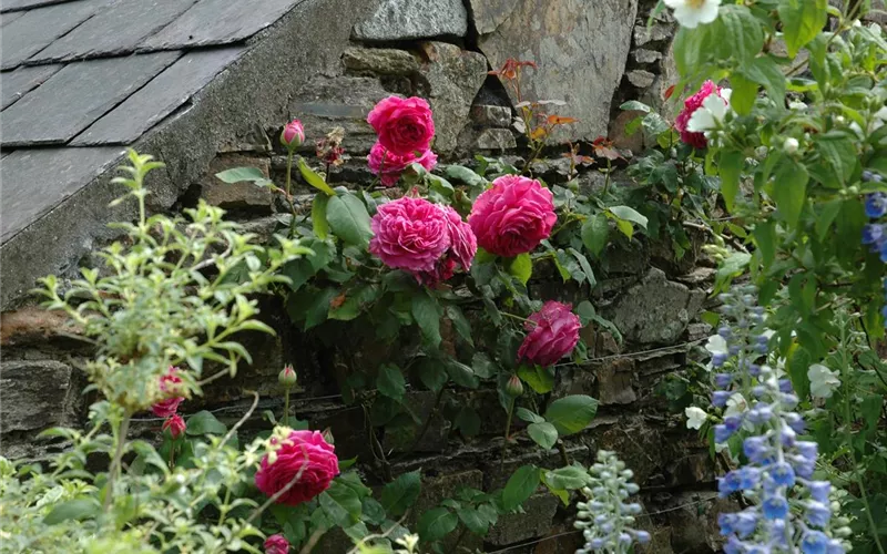 Rosenpflege – pflanzen, schneiden, düngen