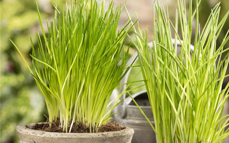 Mit Urban Gardening vom Balkon zur Kräuter-Oase