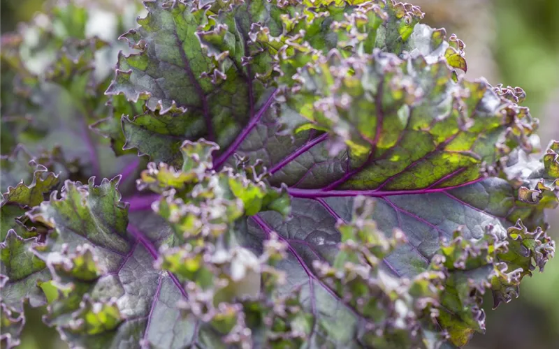 Frisches und leckeres Gemüse aus dem eigenen Garten