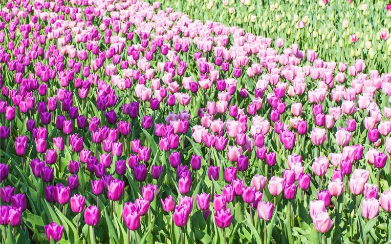 Tulpen im Garten – der bunte Wahnsinn 