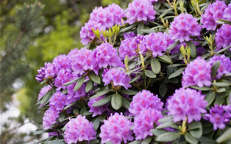 Der Rhododendron – der Strauch mit den prächtigen Blüten