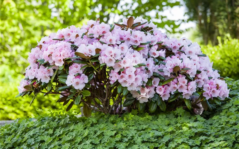 Der Rhododendron – der Strauch mit den prächtigen Blüten