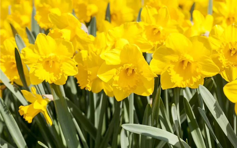 Ein buntes Osterfest mit den passenden Frühlingsboten