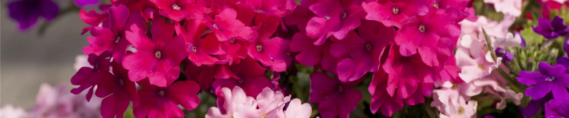 Verbena 'Lindolena'