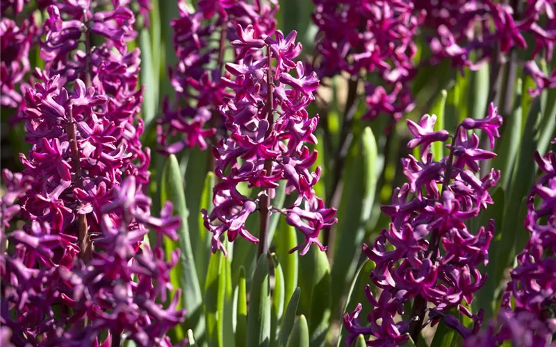 Hyazinthe, Krokus und Co. – der Frühling wird bunt