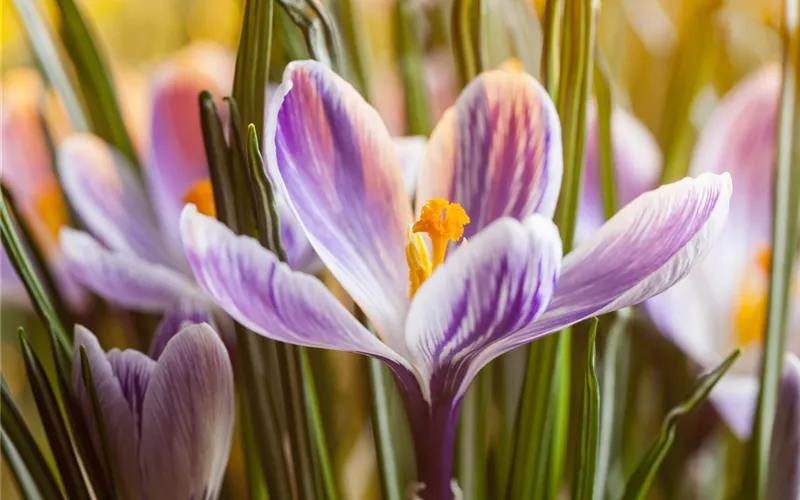 Hyazinthe, Krokus und Co. – der Frühling wird bunt