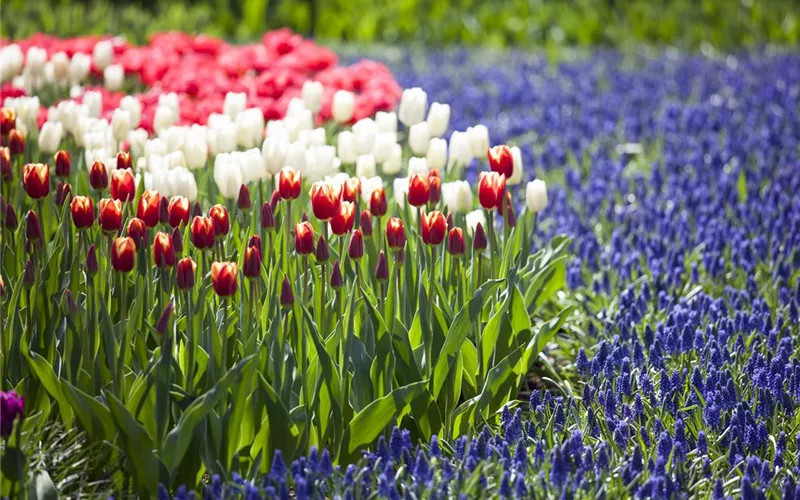 Blumenzwiebeln – kleine Zwiebeln mit großer Wirkung