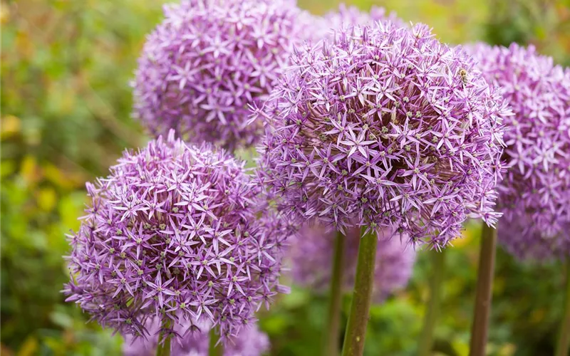 Blumenzwiebeln – kleine Zwiebeln mit großer Wirkung