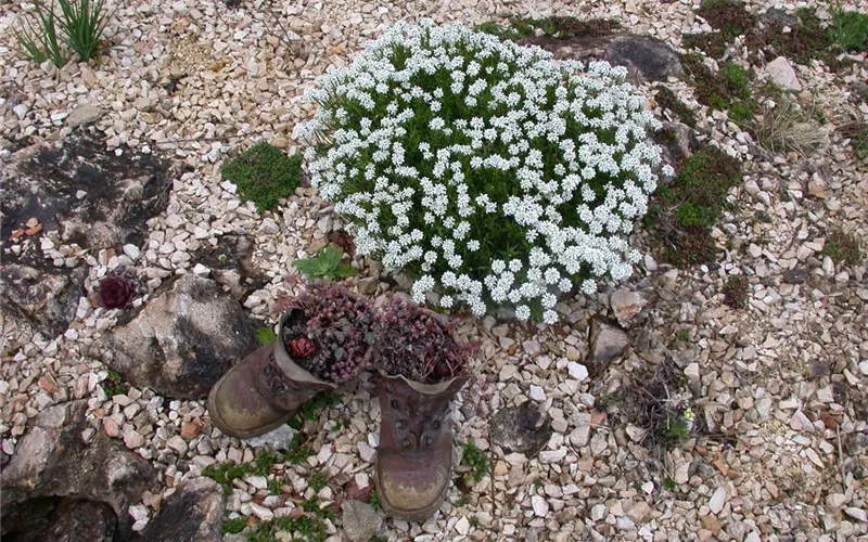 Blumenzwiebeln im Steingarten – So gelingt die Farbenpracht