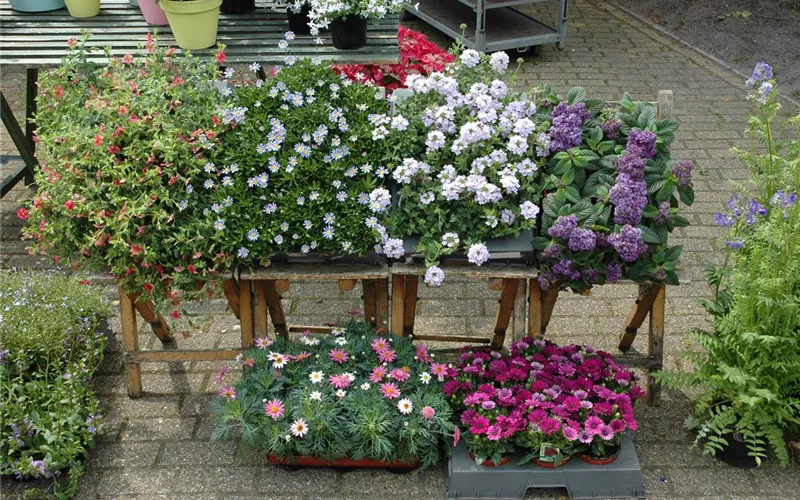 Bereit für den Sommer – Balkon und Garten blühen richtig auf