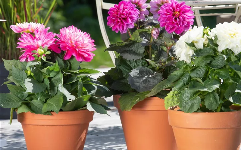 Bereit für den Sommer – Balkon und Garten blühen richtig auf