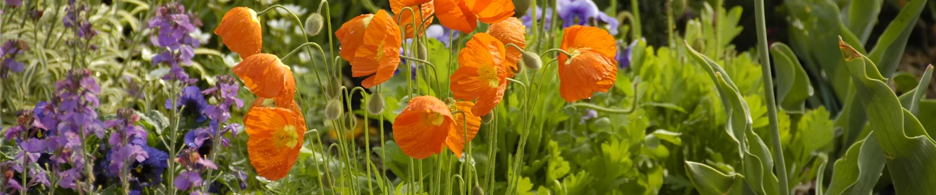 Papaver nudicaule