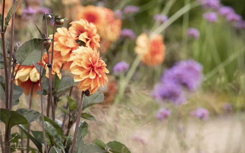 Dahlien – Blütenzauber im Sommer