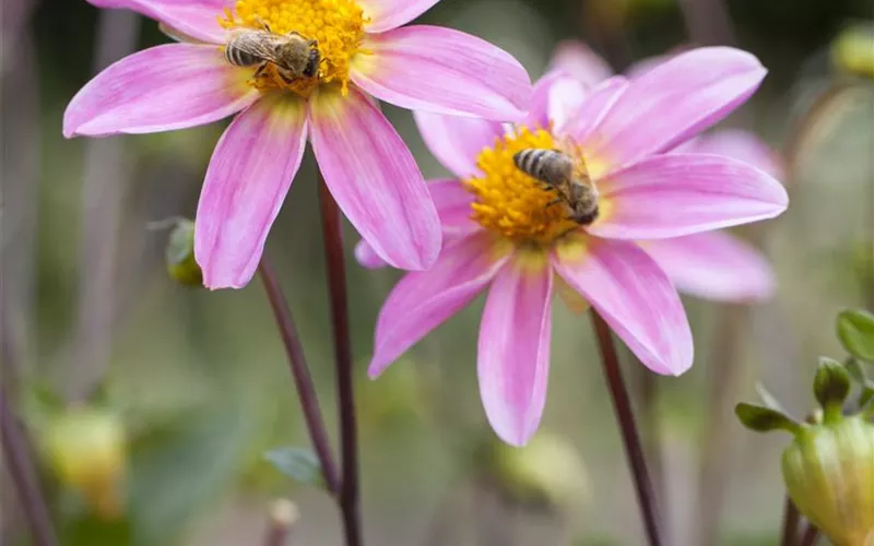 Dahlien – Blütenzauber im Sommer