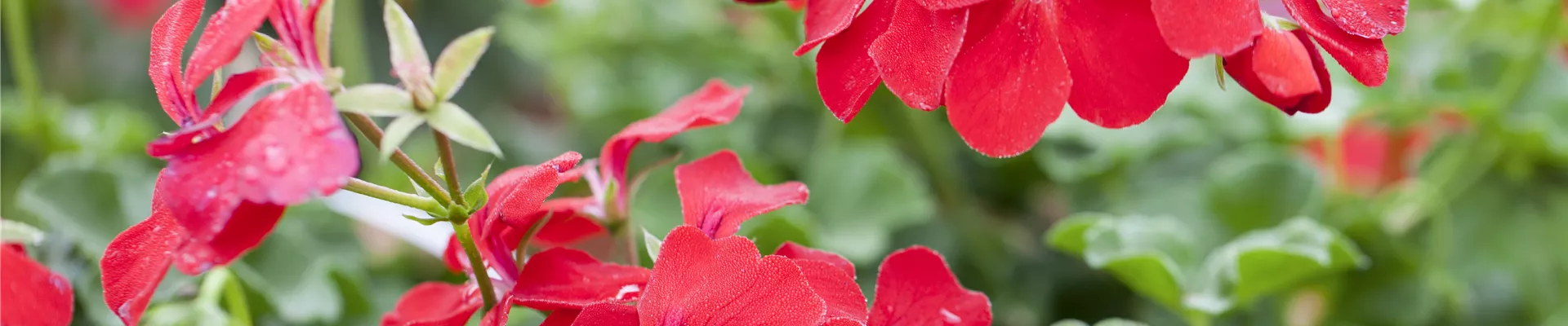 Pelargonium peltatum