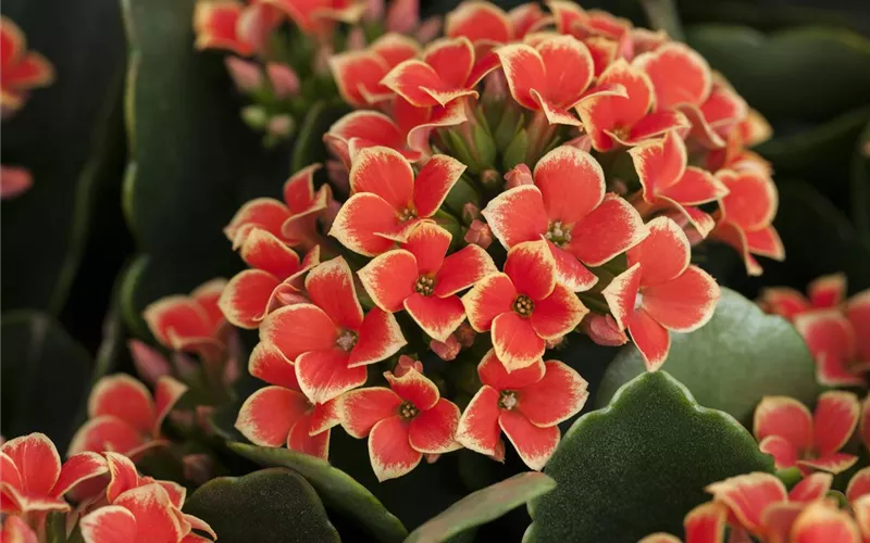 Die Kalanchoe - unsterbliche Schönheit