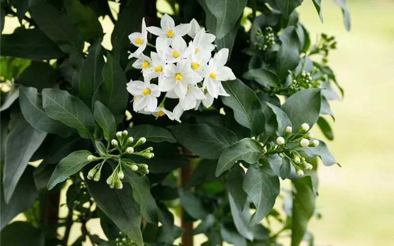 Der Sommerjasmin – alles andere als unscheinbar