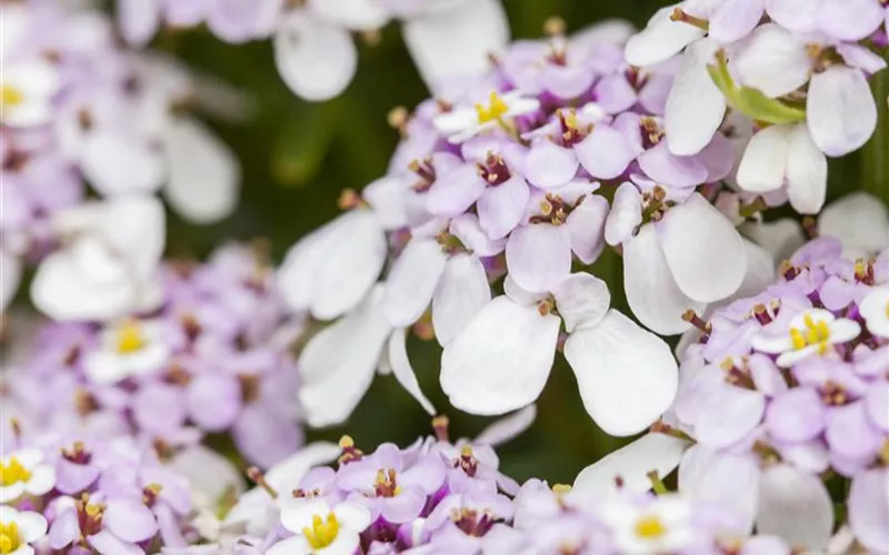 Die Schleifenblume – ein wahres Mauerblümchen