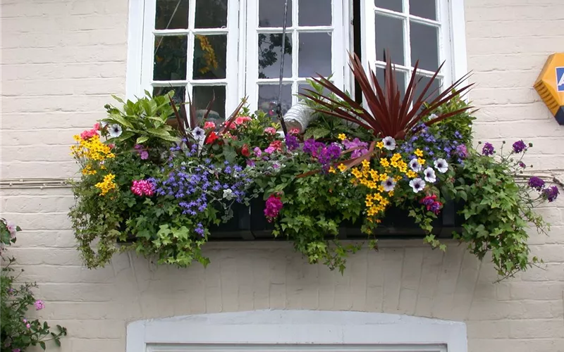 Farbe auf dem Balkon – Blumenzwiebeln für den Sommer