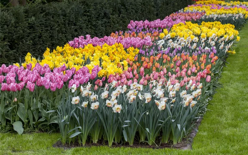 Das Blumenbeet pflegen: Gießen, düngen und schneiden