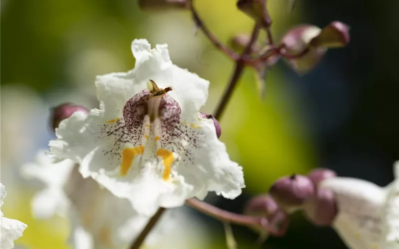 Exoten sorgen für besondere Hingucker im Garten