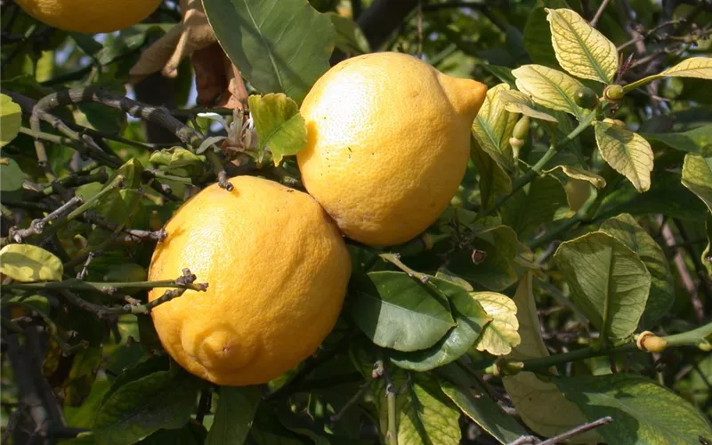 Exoten sorgen für besondere Hingucker im Garten