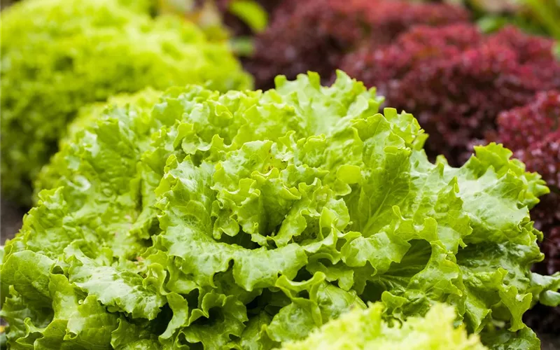 Ein bunter Salat auf dem Balkon mit Urban Gardening