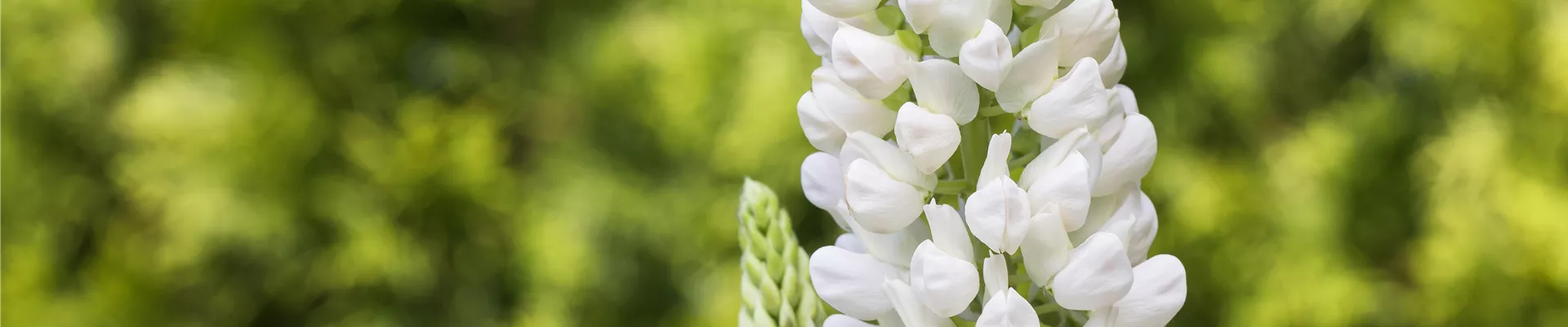 Lupinus polyphyllus, weiß