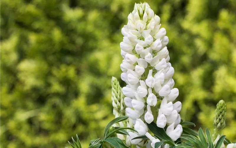 Lupinen, gut für den Garten und seine Bewohner