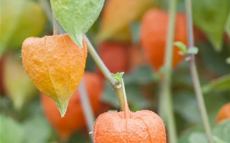 Mit der Lampionblume den Garten festlich schmücken