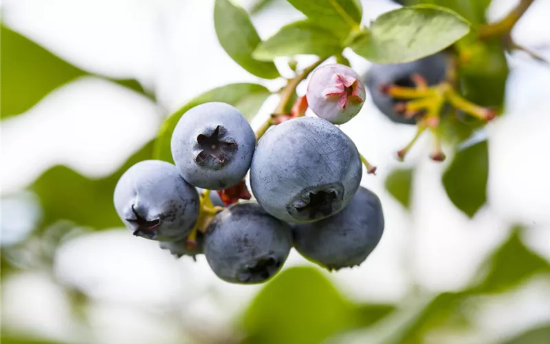 Heidelbeeren – die blauen Super-Beeren