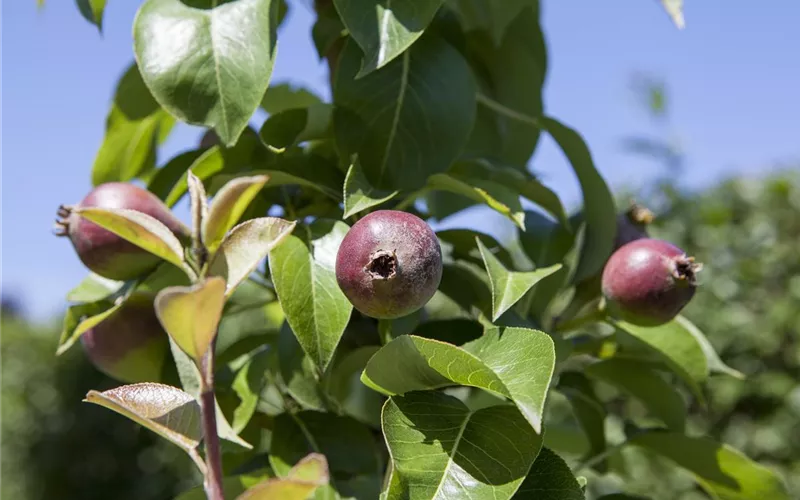 Der Obstgarten – viele Leckereien für große und kleine Naschkatzen