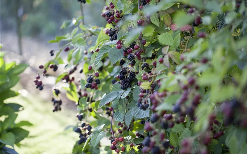 Brombeeren – wilde Leckereien mit langer Tradition