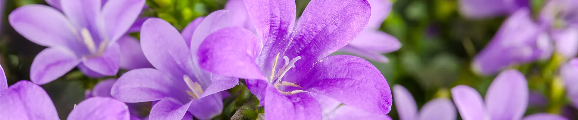 Campanula poscharskyana