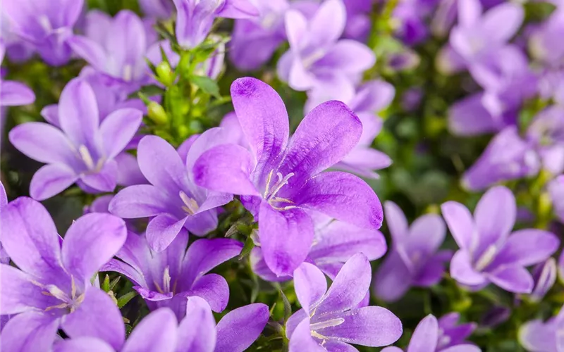 Die Glockenblume: die Vielfalt in einer Pflanze