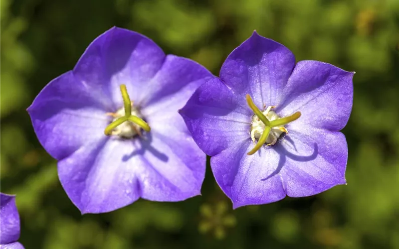 Die Glockenblume: die Vielfalt in einer Pflanze