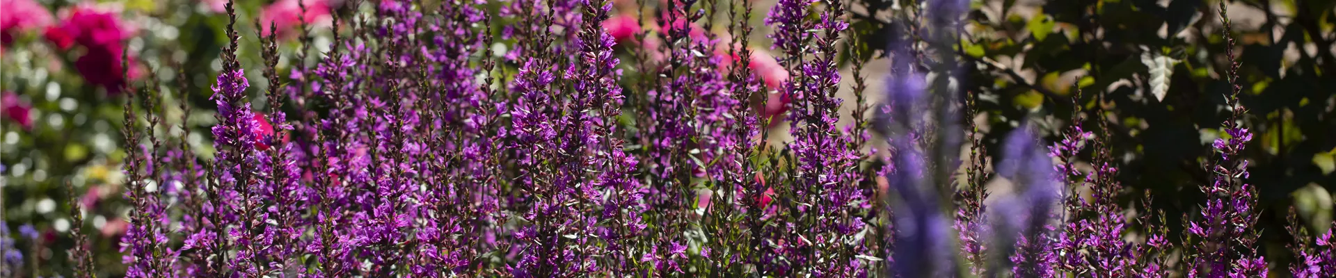 Lythrum salicaria