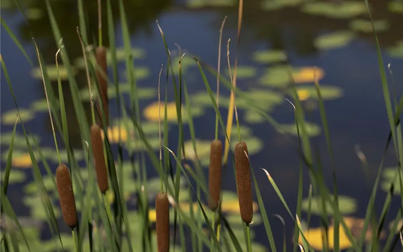 Wellness im eigenen Garten - Oasen schaffen