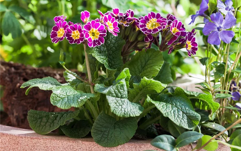 Tolle Frühblüher starten bunt ins Gartenjahr