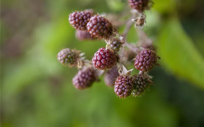 Brombeeren – wilde Leckereien mit langer Tradition