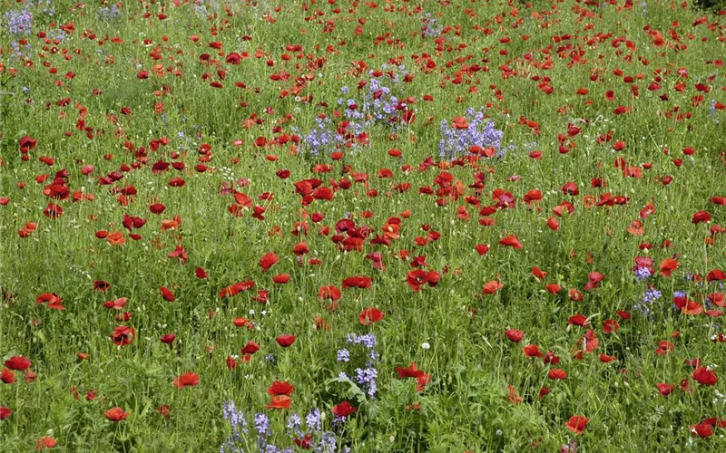 Der Klatschmohn – vom Acker in den Garten