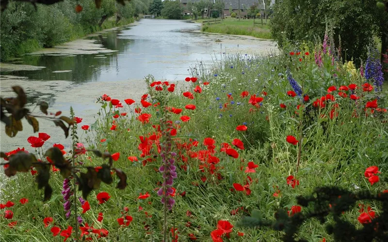 Der Klatschmohn – vom Acker in den Garten