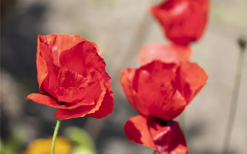 Der Klatschmohn – vom Acker in den Garten